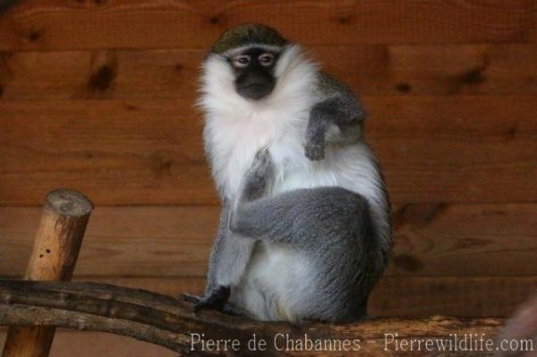 Tantalus monkey
