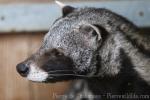 African civet