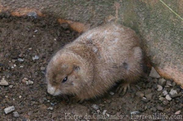 Gunnison's prairie dog