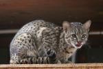 Geoffroy's cat