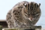 Fishing cat