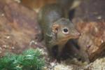 Common treeshrew