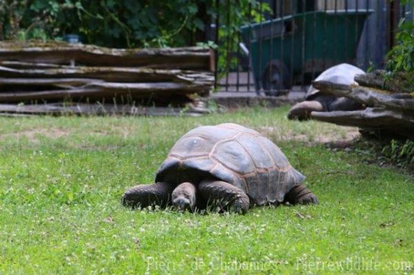 Aldabra giant tortoise