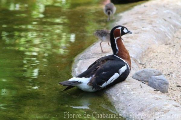 Red-breasted goose