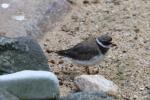Common ringed plover