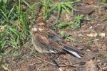 Reed bunting