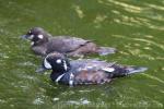 Harlequin duck