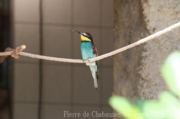 European bee-eater