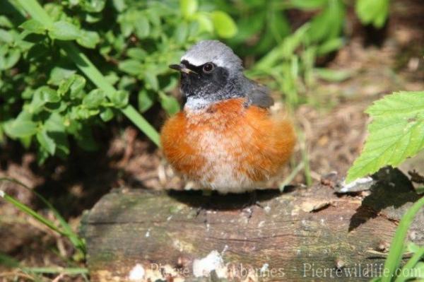 Common redstart