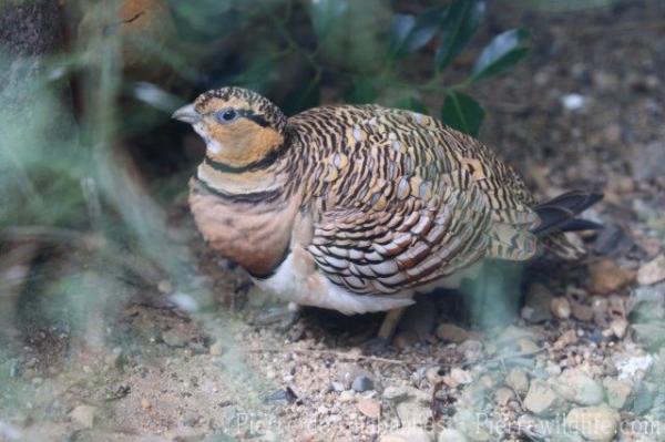 Pin-tailed sandgrouse