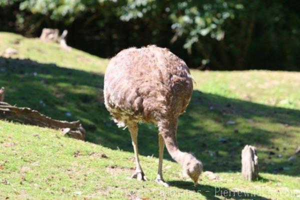 Lesser rhea