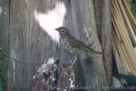 Song thrush