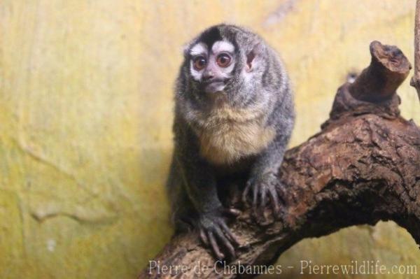 Bolivian night monkey