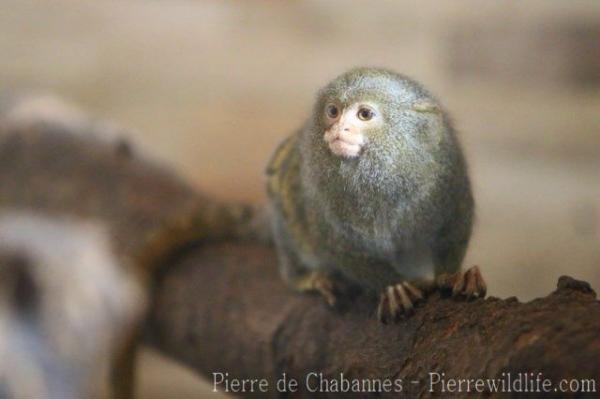 Pygmy marmoset