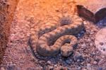 Sahara horned viper