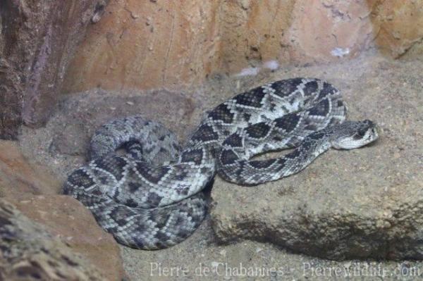 Eastern diamondback rattlesnake