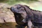 Cuban rock iguana