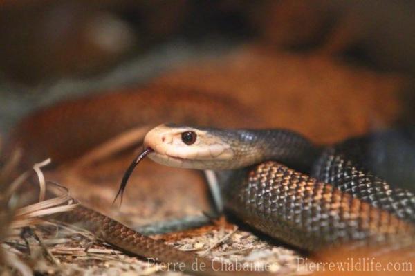 New Guinean taipan