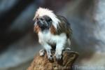 Cotton-top tamarin