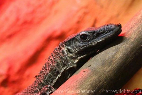 Rough-necked monitor