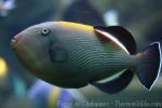 Indian triggerfish