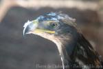 Steppe eagle