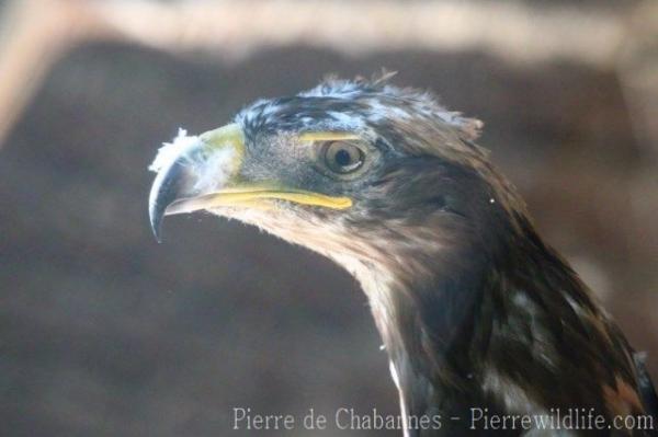 Steppe eagle