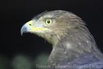 Lesser spotted eagle