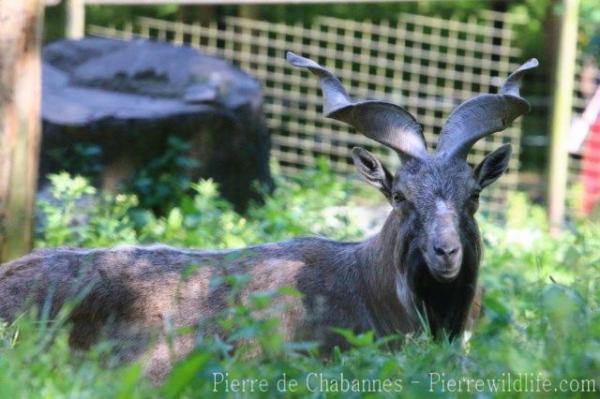 Markhor