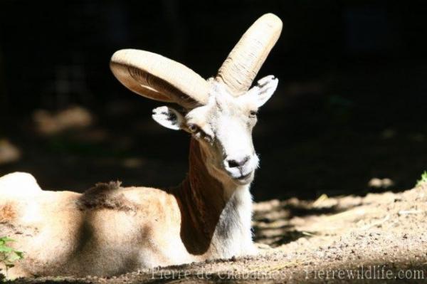 Bukhara urial