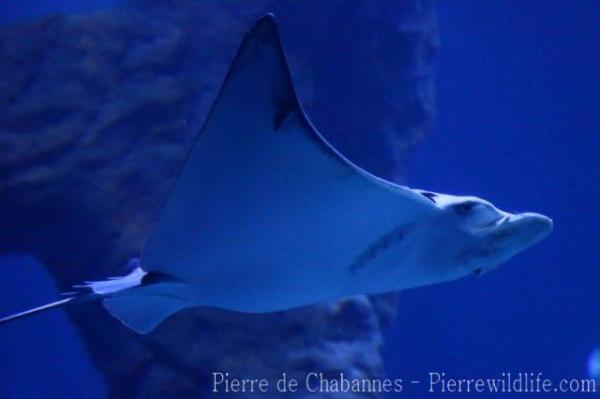 Longnosed eagle ray