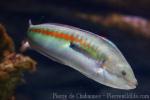 Mediterranean rainbow wrasse