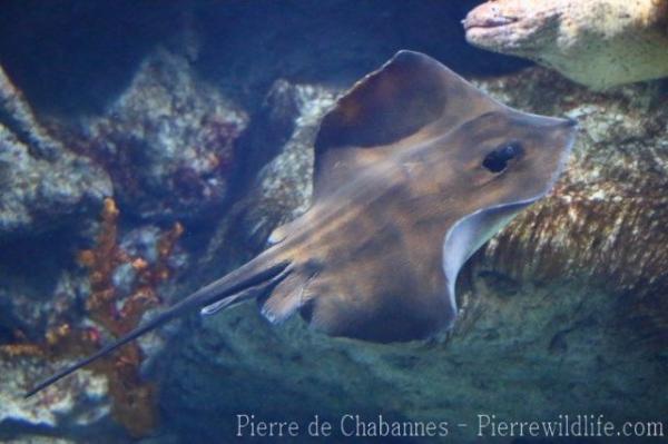 Common stingray