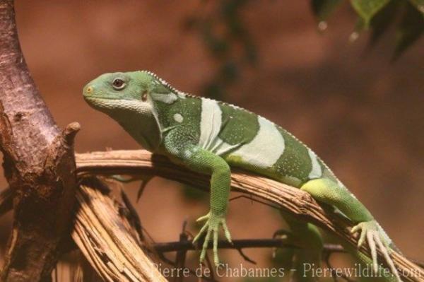 Fiji banded iguana