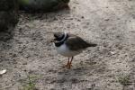 Common ringed plover