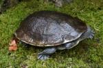 Roti Island snake-necked turtle