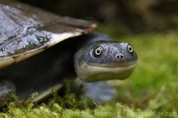 Roti Island snake-necked turtle