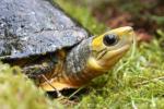 Yellow-headed box turtle