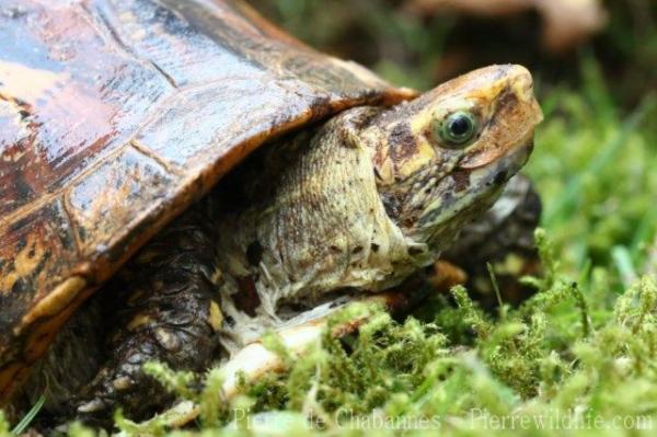 Bourret's box turtle