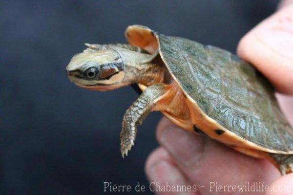 Vietnamese three-striped box turtle