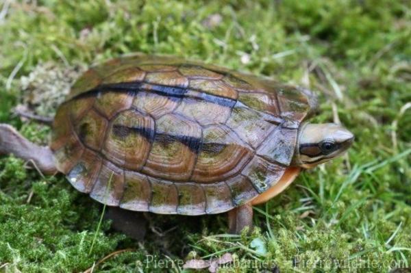 Vietnamese three-striped box turtle