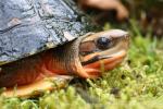 Vietnamese three-striped box turtle