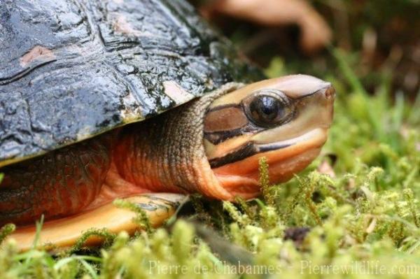 Vietnamese three-striped box turtle