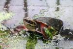 Vietnamese three-striped box turtle