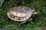 Indochinese box turtle