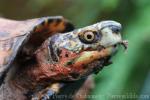 Indochinese box turtle