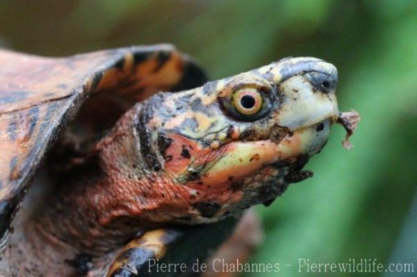 Indochinese box turtle