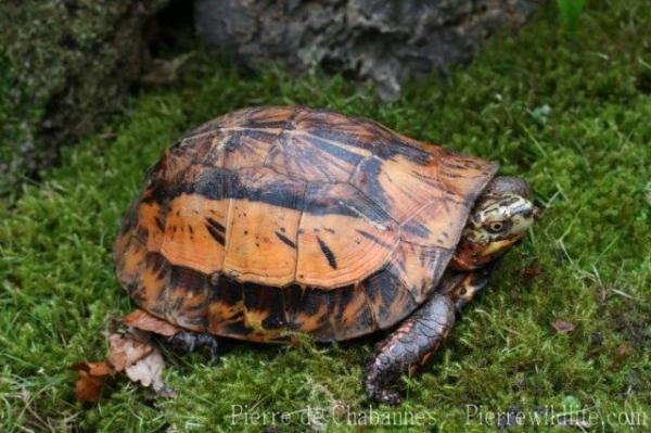 Indochinese box turtle