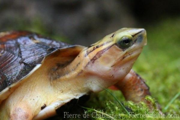 Mc Cord's box turtle