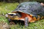 Pan's box turtle